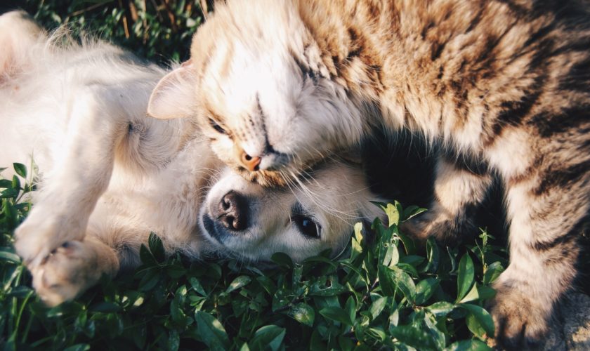 Adottare un animale fa bene alla salute!
