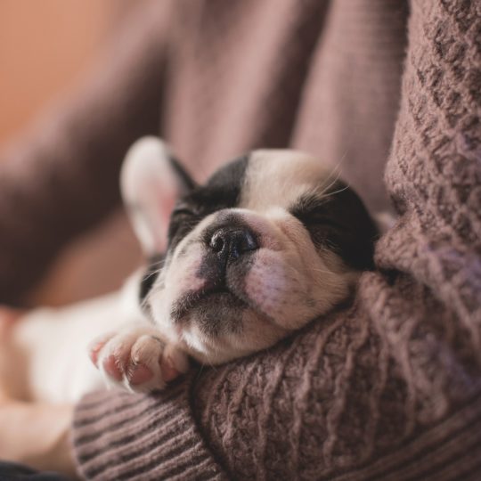 Omeopatia, la medicina per gli animali!