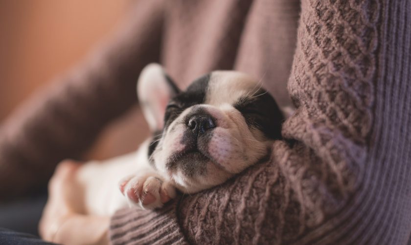 Omeopatia, la medicina per gli animali!
