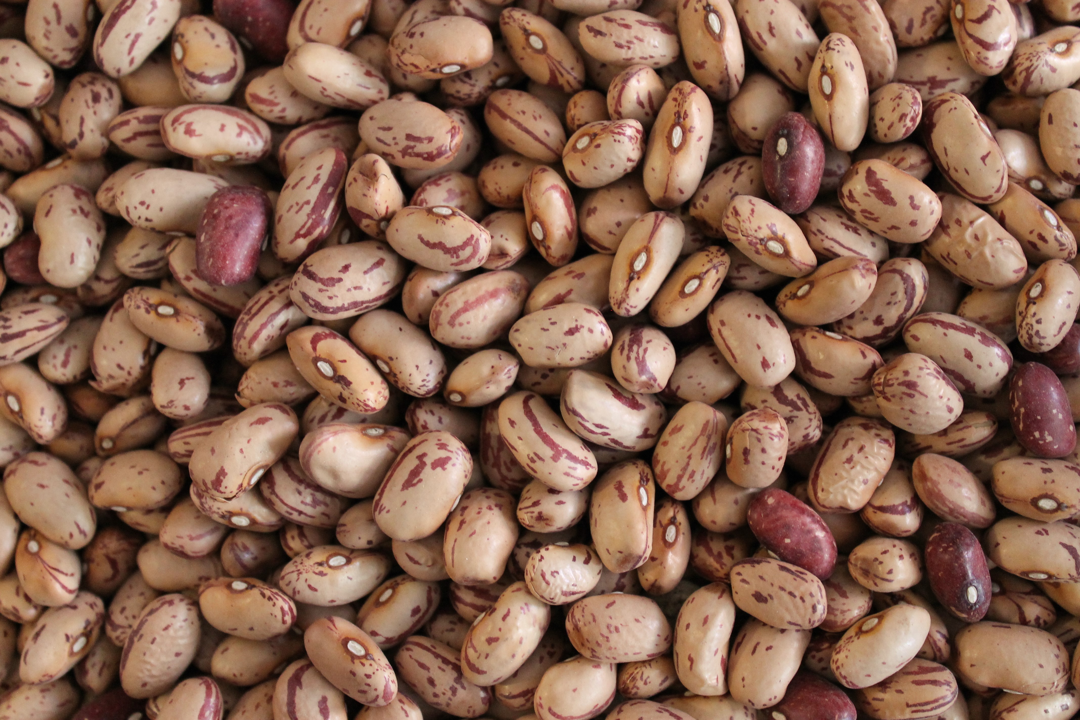 Fagioli borlotti