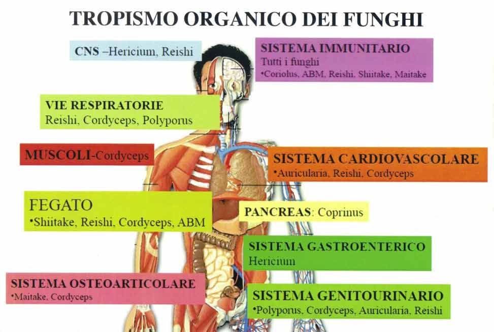 Tropismo organico dei funghi