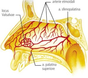 Anatomia dei vasi sanguigni del naso