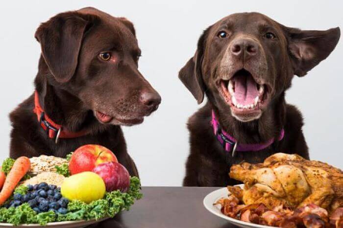 Dieta sana, animale felice!