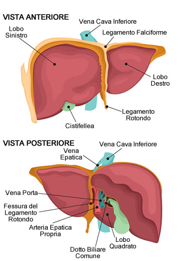 Anatomia del fegato
